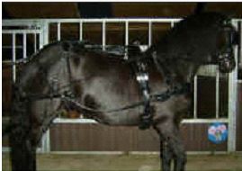 mentuig, mentuigen, tuig, tuigpaard, mennen, koets, koetstuig, hoofdstel, strengen, borsttuig, strings, staartriem, hoofdstel, teugels, inclusief, cob, full, pony, shetland, messing, metaaldelen, paniekhaken, gesp, nylon, leder, echt leder, goedkoop mentuig, goedkope mentuigen, enkelspan, dubbelspan, duits, schofttuig,diplomaat, diplomaat tuig, diplomaat mentuig, 35mm, mm, 35 roestvrij staal