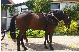 mentuig, mentuigen, tuig, tuigpaard, mennen, koets, koetstuig, hoofdstel, strengen, borsttuig, strings, staartriem, hoofdstel, teugels, inclusief, cob, full, pony, shetland, messing, metaaldelen, paniekhaken, gesp, nylon, leder, echt leder, goedkoop mentuig, goedkope mentuigen, enkelspan, dubbelspan, duits, schofttuig,diplomaat, diplomaat tuig, diplomaat mentuig, 35mm, mm, 35 roestvrij staal, duits, duits mentuig, duits tuig, strengen, strings, stringen, leder mentuig, lederen mentuig