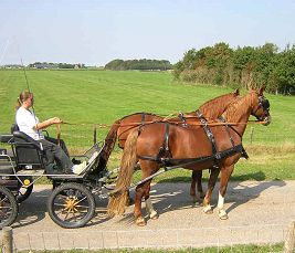 mentuig, mentuigen, tuig, tuigpaard, mennen, koets, koetstuig, hoofdstel, strengen, borsttuig, strings, staartriem, hoofdstel, teugels, inclusief, cob, full, pony, shetland, messing, metaaldelen, paniekhaken, gesp, nylon, leder, echt leder, goedkoop mentuig, goedkope mentuigen, enkelspan, dubbelspan, duits, schofttuig,diplomaat, diplomaat tuig, diplomaat mentuig, 35mm, mm, 35 roestvrij staal, 45 mm, 45, marathon enkelspan, marathon dubbelspan, goedkoop marathon tuig, goedkoop marathon enkelspan, goedkoop mentuig, mentuigen, goedkope mentuigen