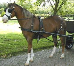 mentuig, lak, borst, borsttuig, schoft, schofttuig, broek, staartriem, strengen, strings, stringen, hoofdstel, kopstuk, teugels, inclusief teugels, enkel, dubbel, mentuig, mennen, messing, 25 mm, 35 mm, mini-shetland, minishetland mentuig, shetland, pony, goedkoop mentuig, goed mentuig, stevig mentuig
