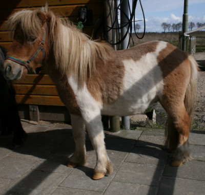 Dumuchi coatbuster, verharen, pony, paard, paarden